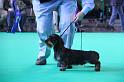 Crufts_dachshunds 123